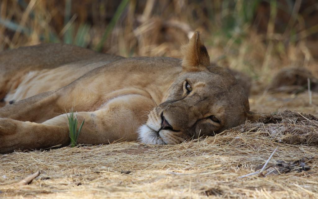 lion leone kenya africa exploringafrica romina facchi safari