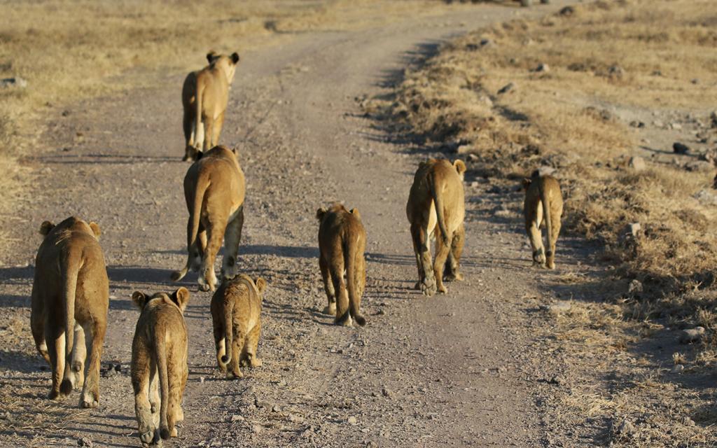 leoni ngorongoro tanzaia safari exploringafrica romina facchi lion