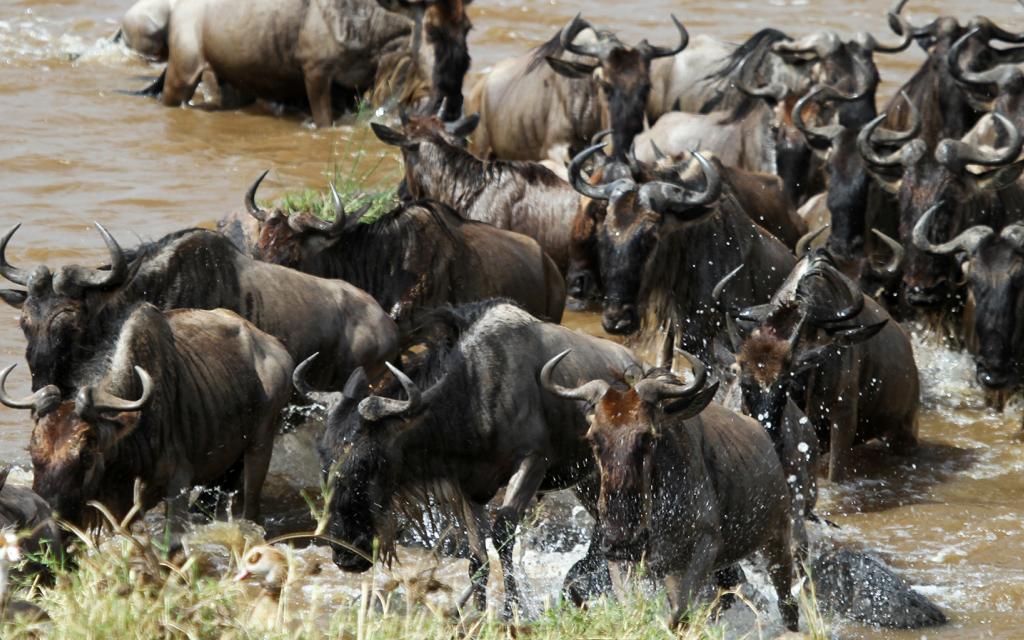 Serengeti National Park: Great Migration crossing the Mara River 