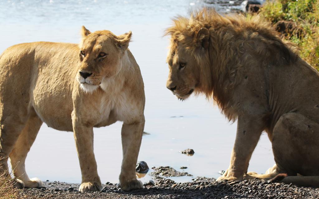 Ngorongoro Conservation Area: male and female lions walking around into savannah