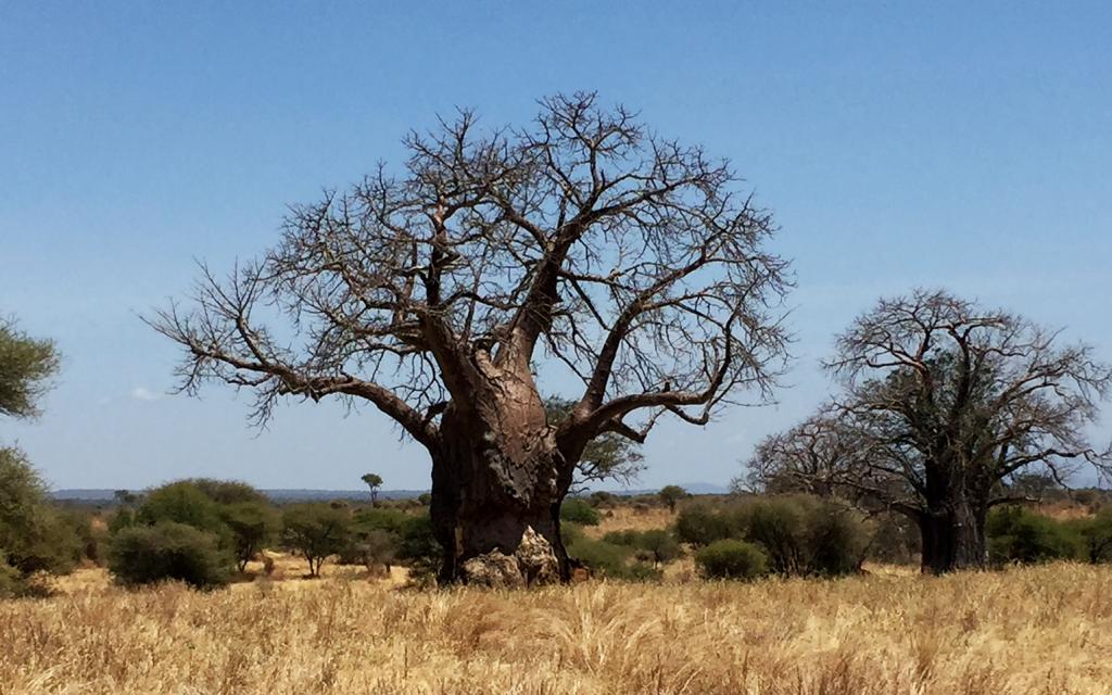 Tarangire National Park: majestic baobab adansonia digitata 