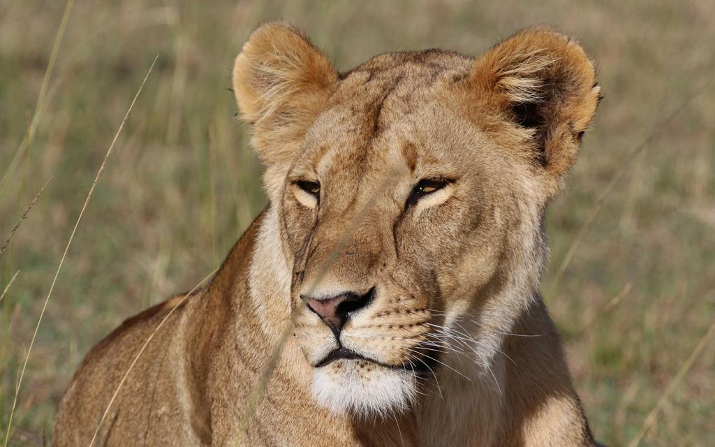 Masai Mara National Reserve: stunning female lion laying in the grass