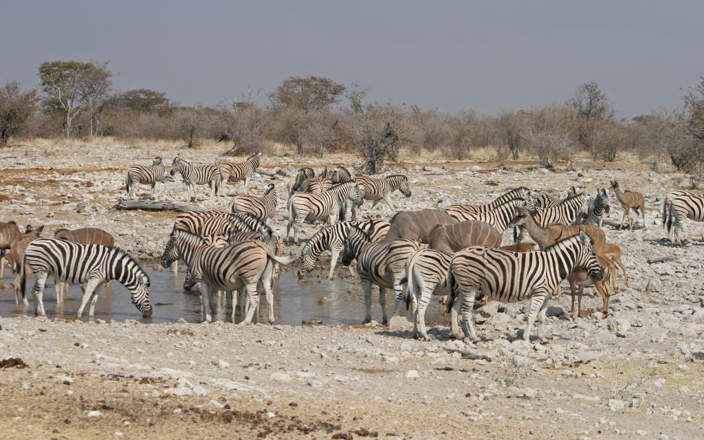 etosha National Park the pan zebras kudus Namibia romina facchi