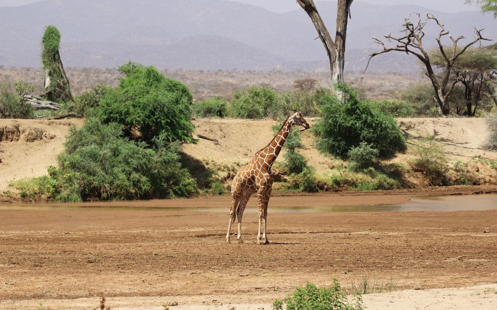 samburu giraffe reticulated giraffe romina facchi kenya