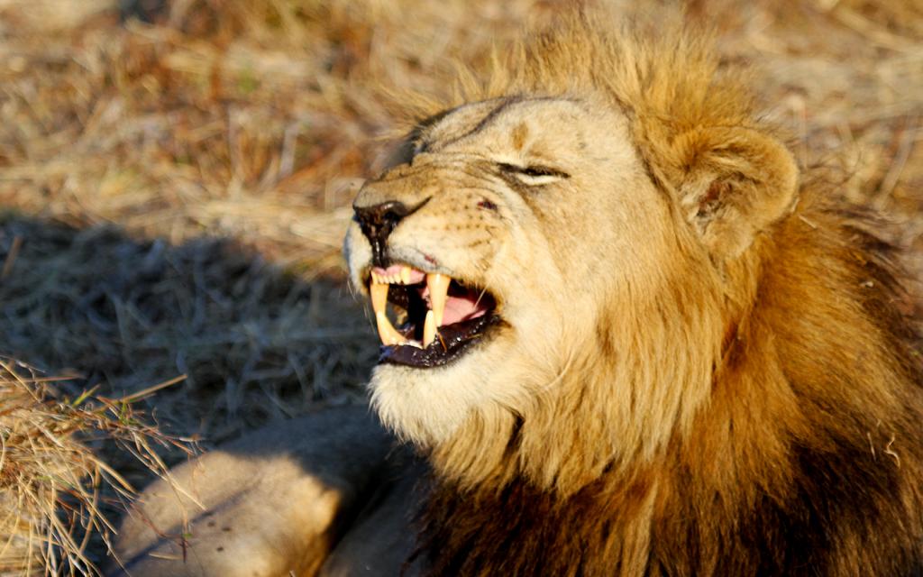 okavango delta exploringafrica safariadv romina facchi lion travel viaggi