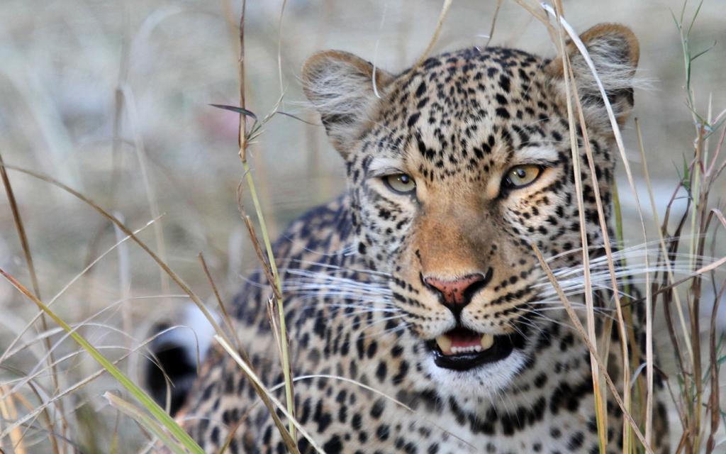 botswana safari leopard africa safariadv exploringafrica romina facchi