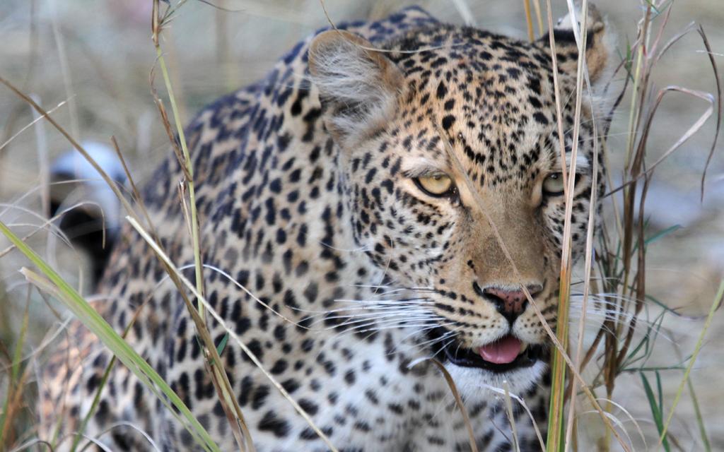 botswana safari leopard moremi africa africa safariadv exploringafrica romina facchi travel viaggi