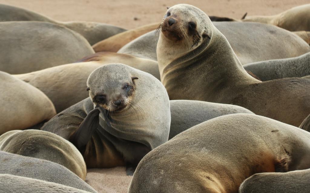 namibia cape cross Namibia travel exploringafrica safariadv safari