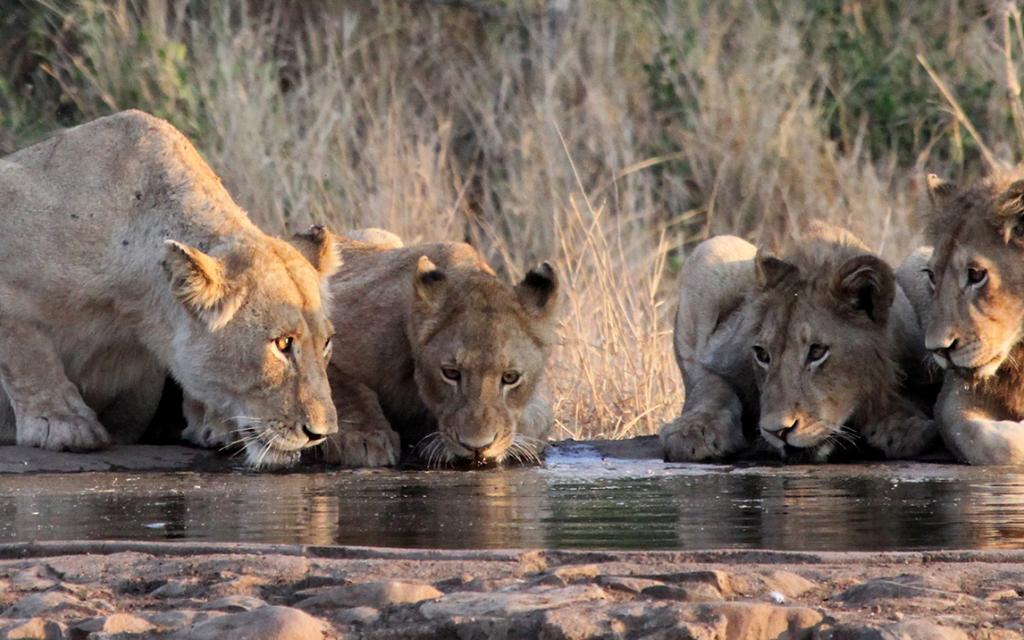 south africa sudafrica exploringafrica safariadv kruger lion safari travel