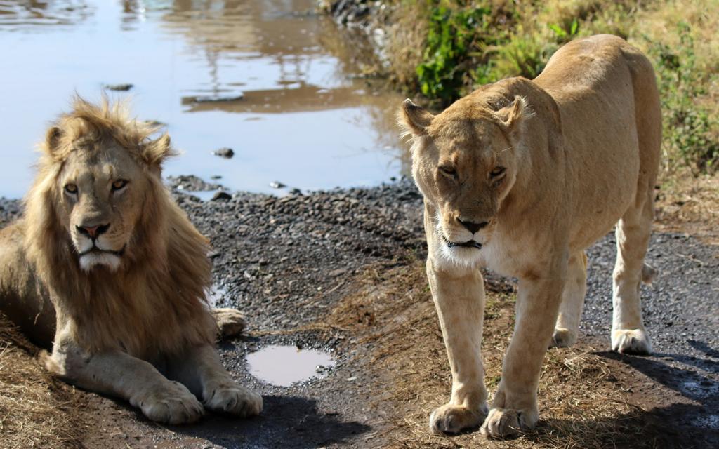 tanzania ngorongoro lion exploringafrica safariadv romina facchi