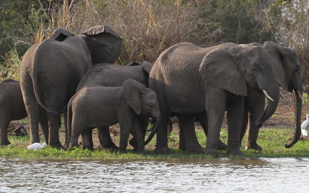 tanzania tarangire elephant exploringafrica safariadv romina facchi