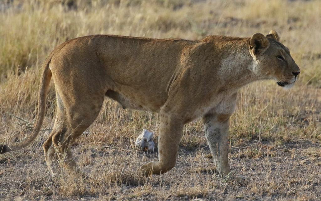 amboseli lion romina facchi exploringafrica safariadv travel viaggio africa kenya