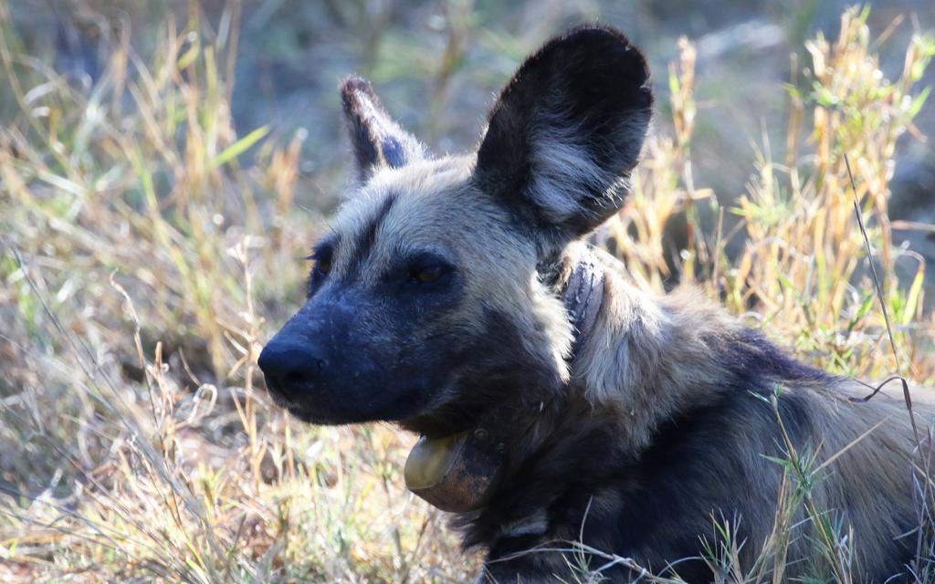 botswana safari wilddog licaone africa safariadv exploringafrica romina facchi