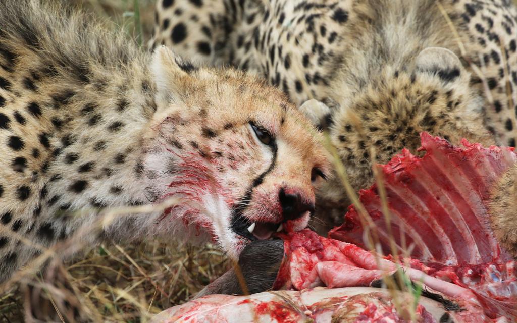 Maasai Mara Game Reserve in Kenya: cheetahs 