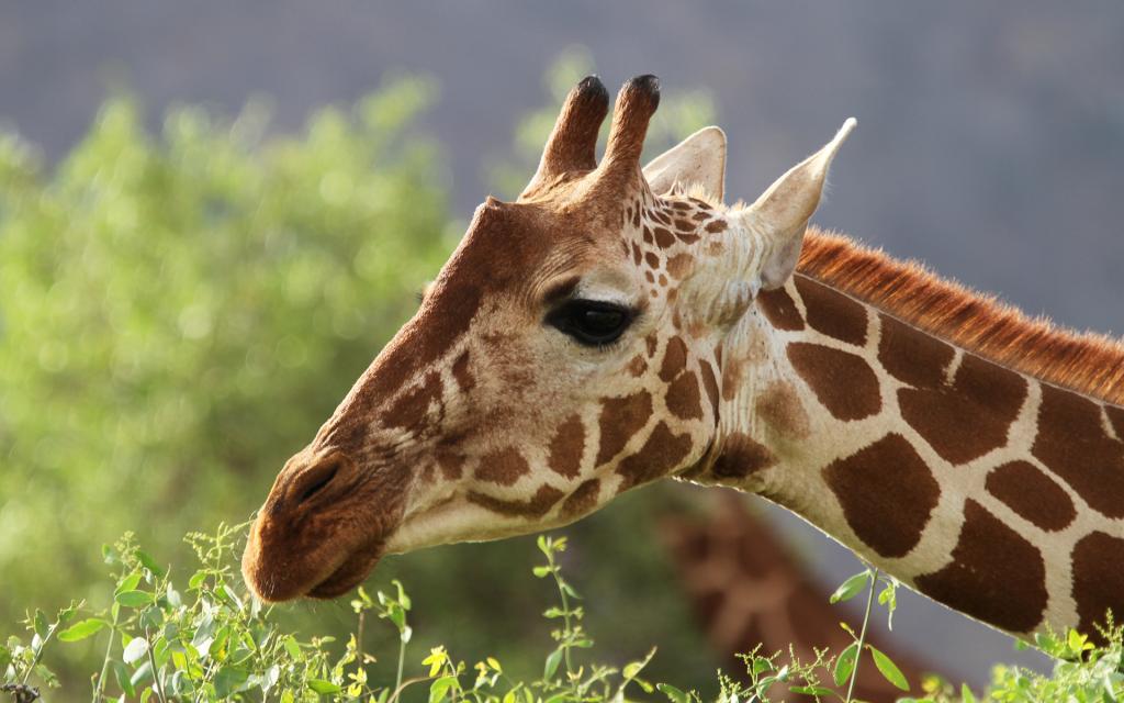 giraffe kenya rominafacchi exploringafrica safariadv