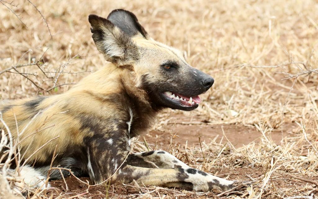 licaone south africa sudafrica exploringafrica safariadv kruger wilddog