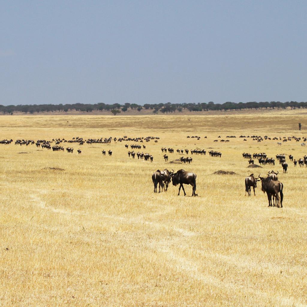 The Great Migration in north of Serengeti National Park