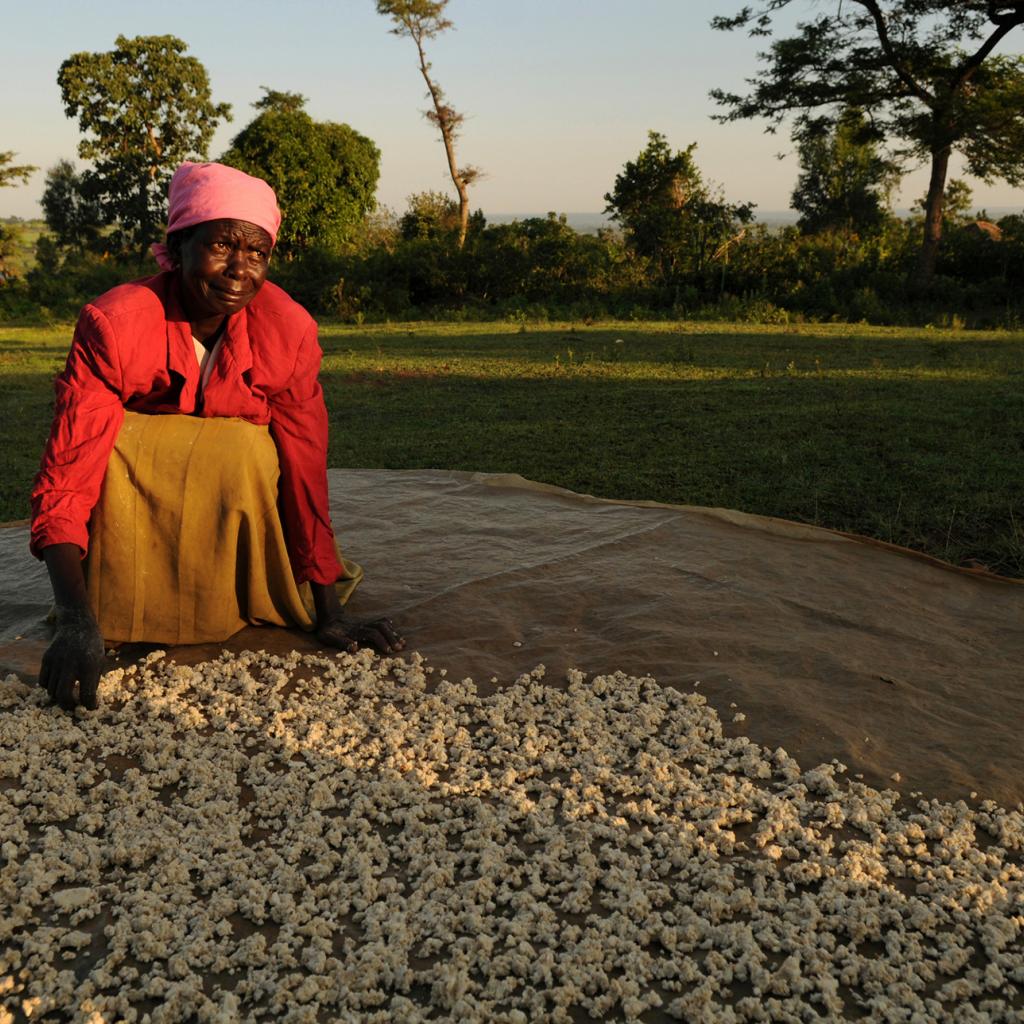 luo woman with cassava 