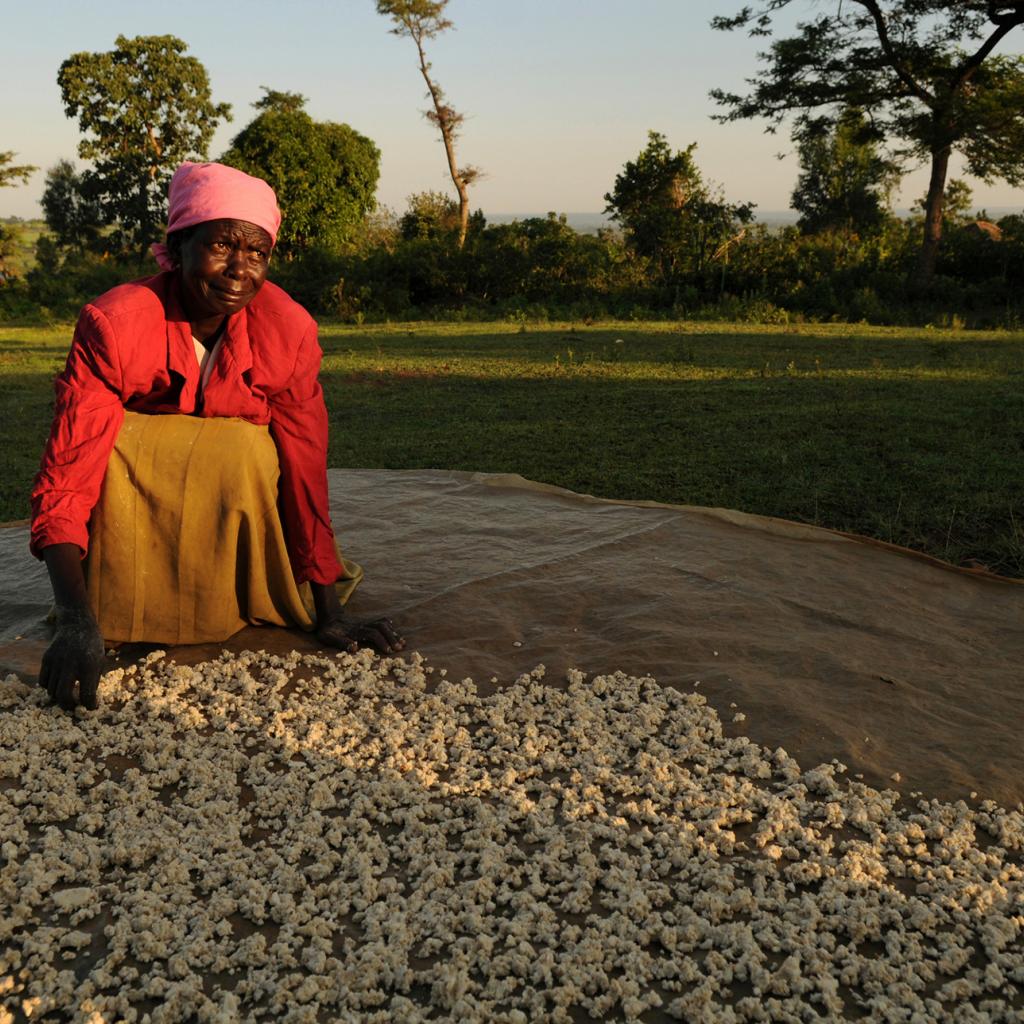 luo woman with cassava 