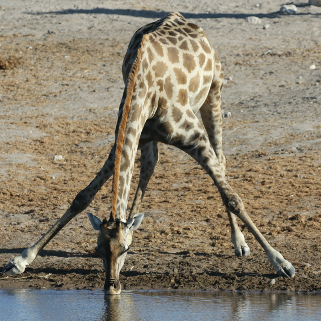 south africa sudafrica exploringafrica safariadv kgalagadi giraffe safari traveltravel