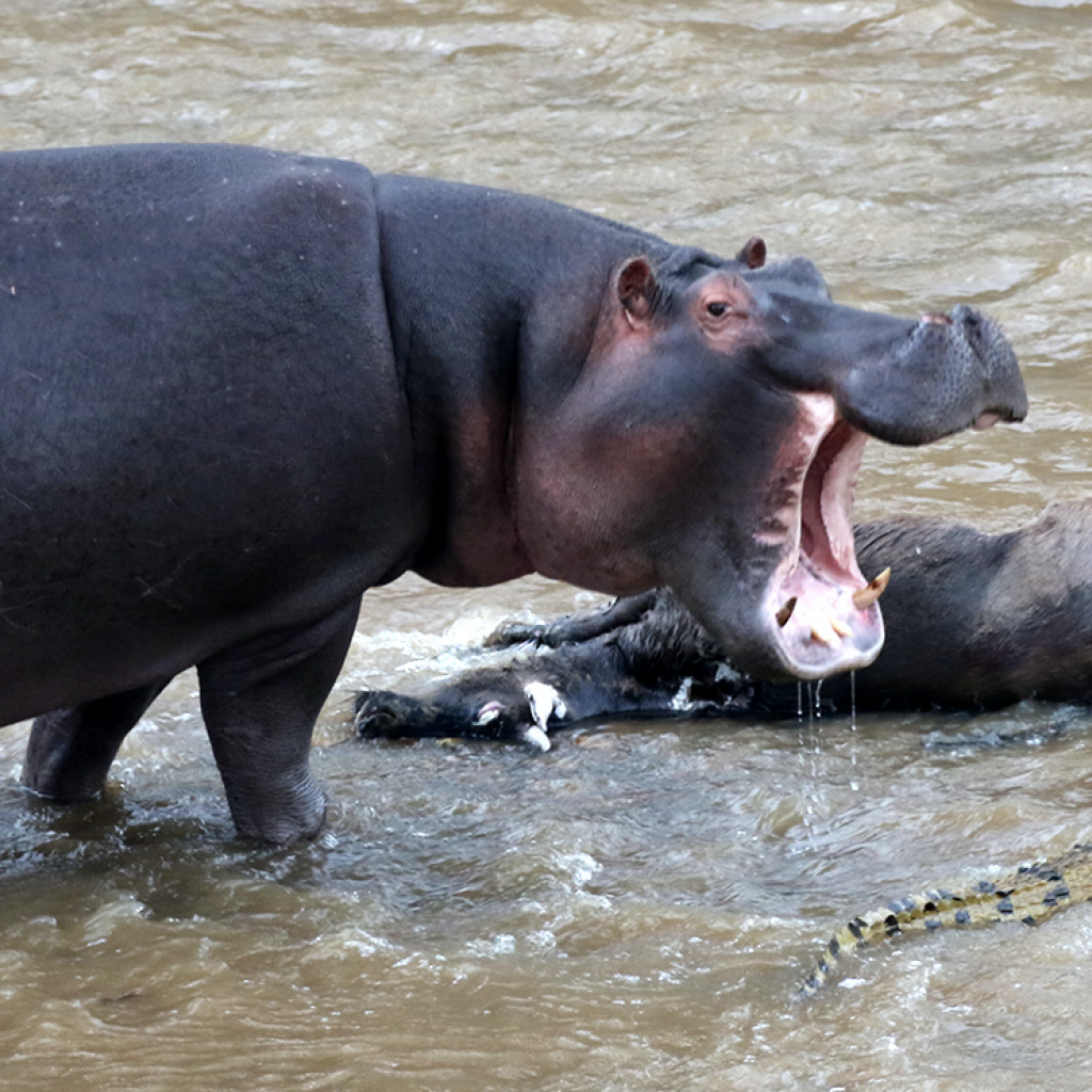 kenya hippo masai mara exploringafrica safariadv 