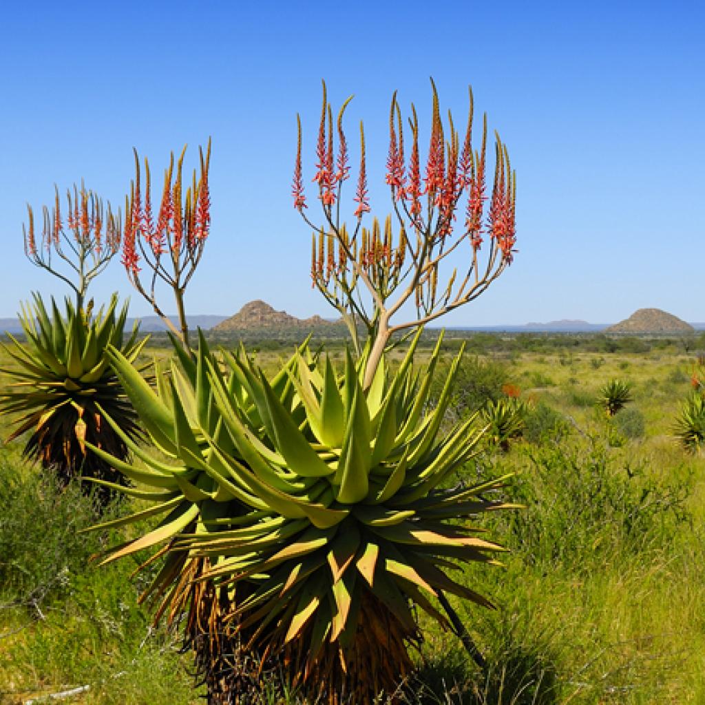 herero people namibia aloe littoralis