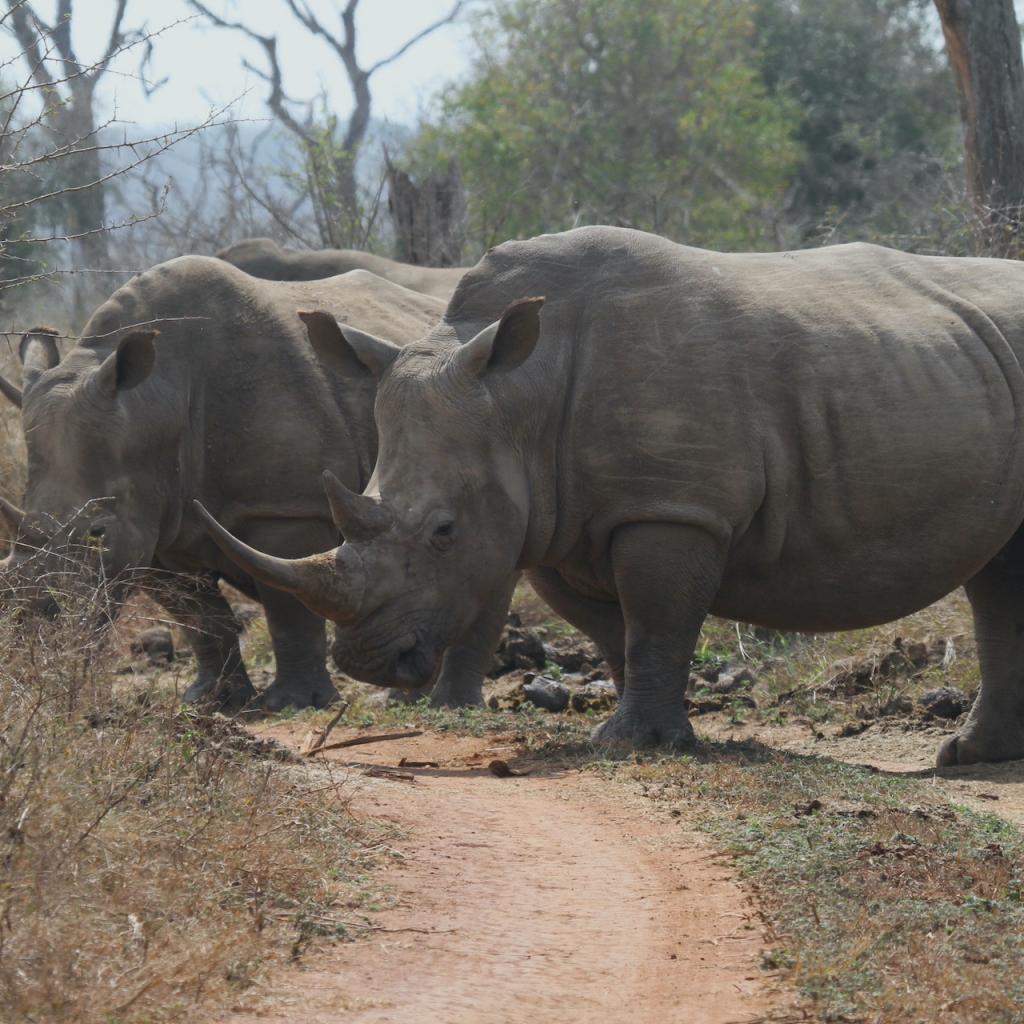 swaziland hlane rhino rinoceronte