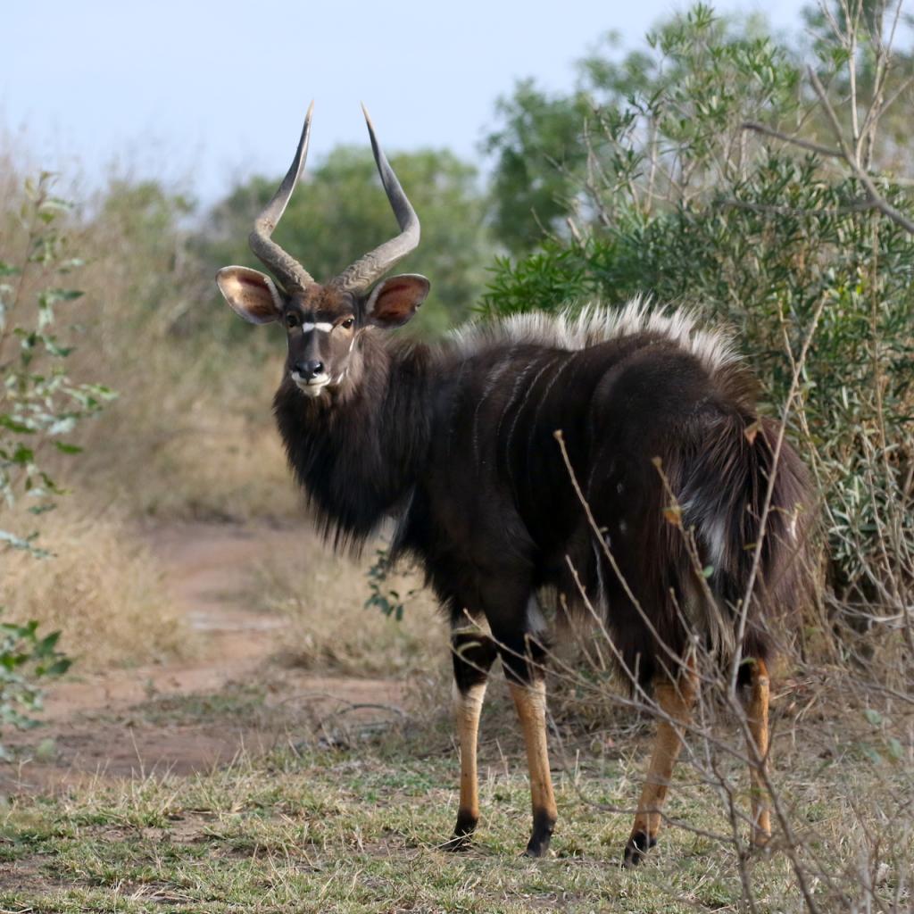 swaziland nyala 