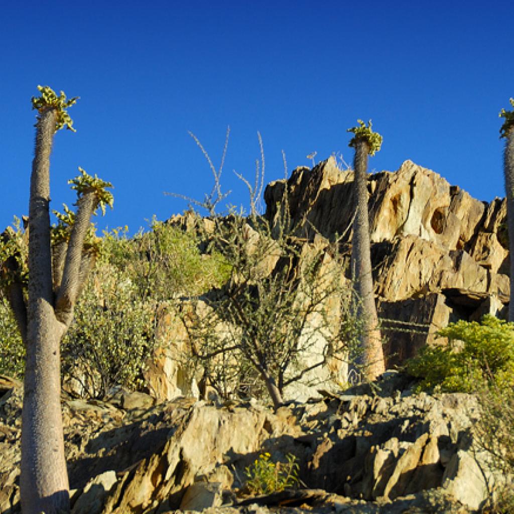 nama people namibia halfmens tree