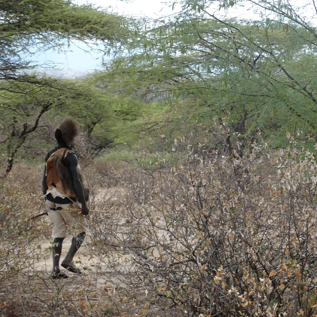 hadzabe hunter walks in the bush