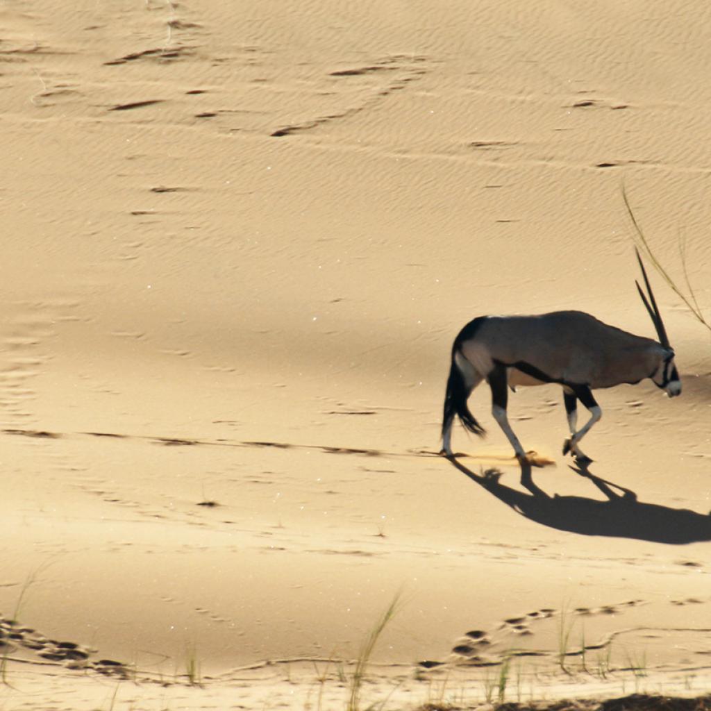 namib-naukluft national park namib desert namibia gemsbok