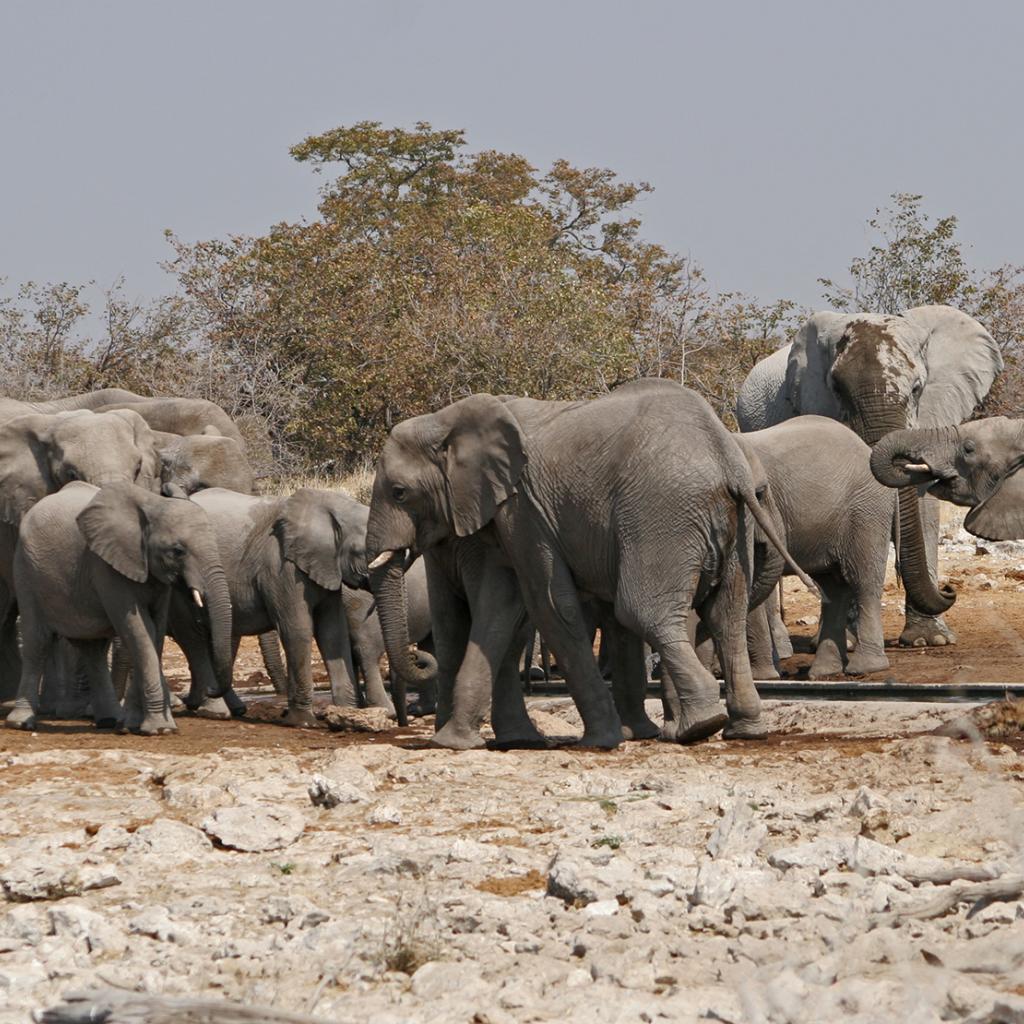  namibia africa elephant national parks etosha