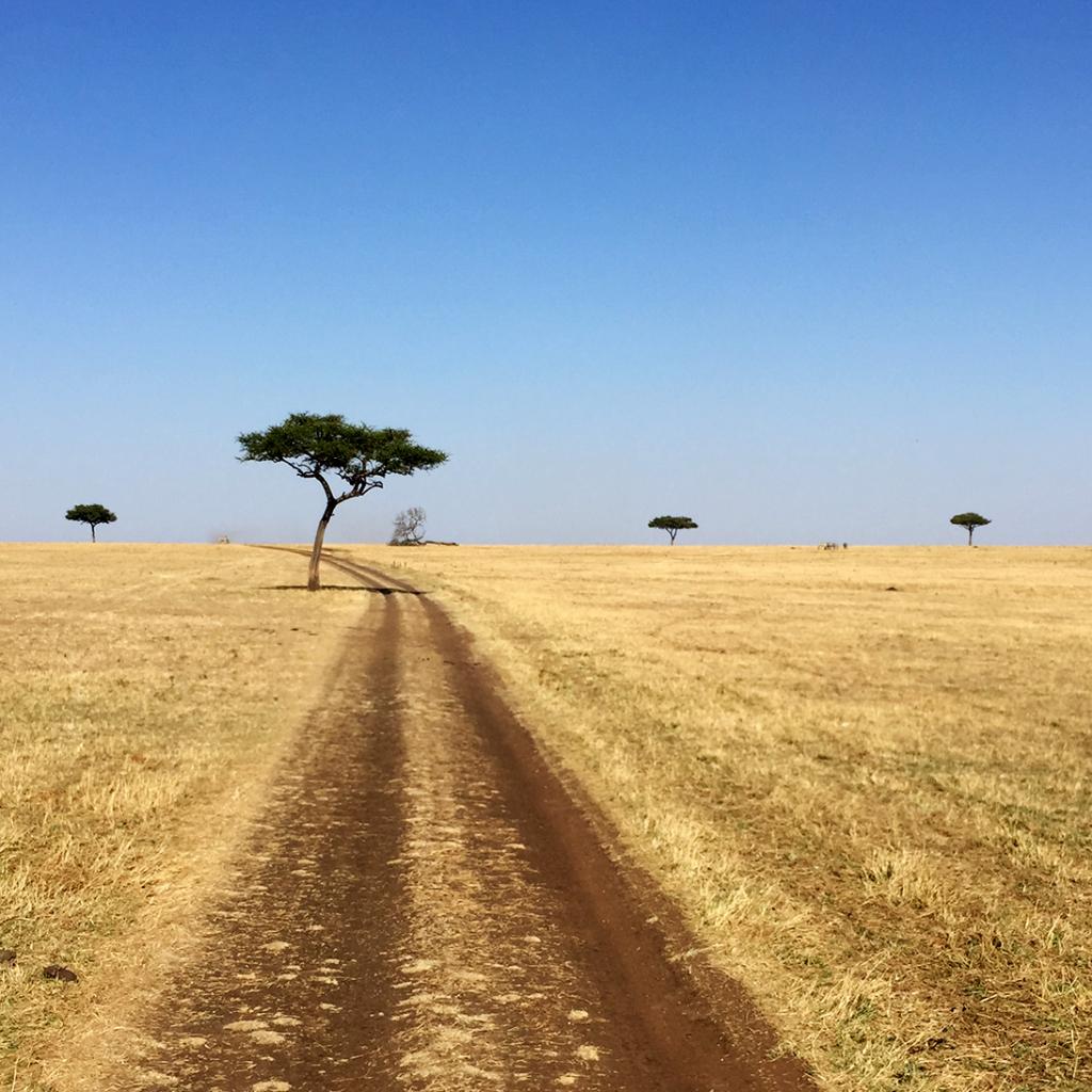 Serengeti National Park: wonderful no ending landscape, savannah and acacia