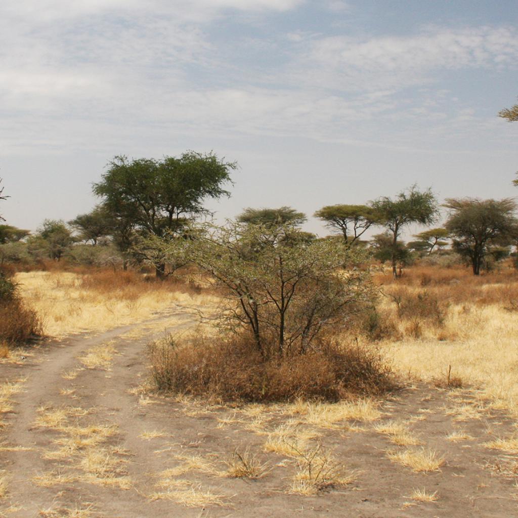 Serengeti National Park: Eastern sector