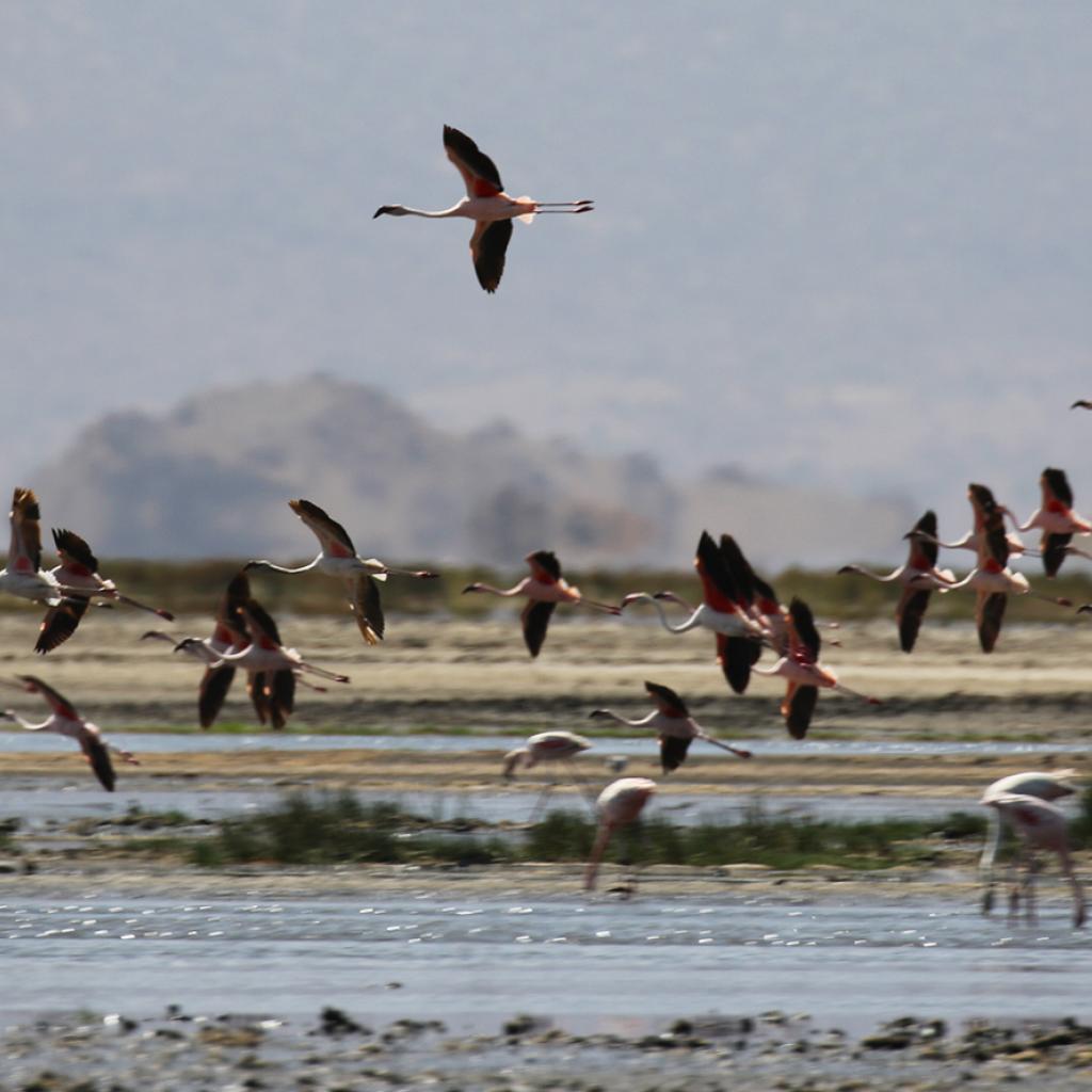 Natron Lake: one of the preferred place from flamingos for breeding