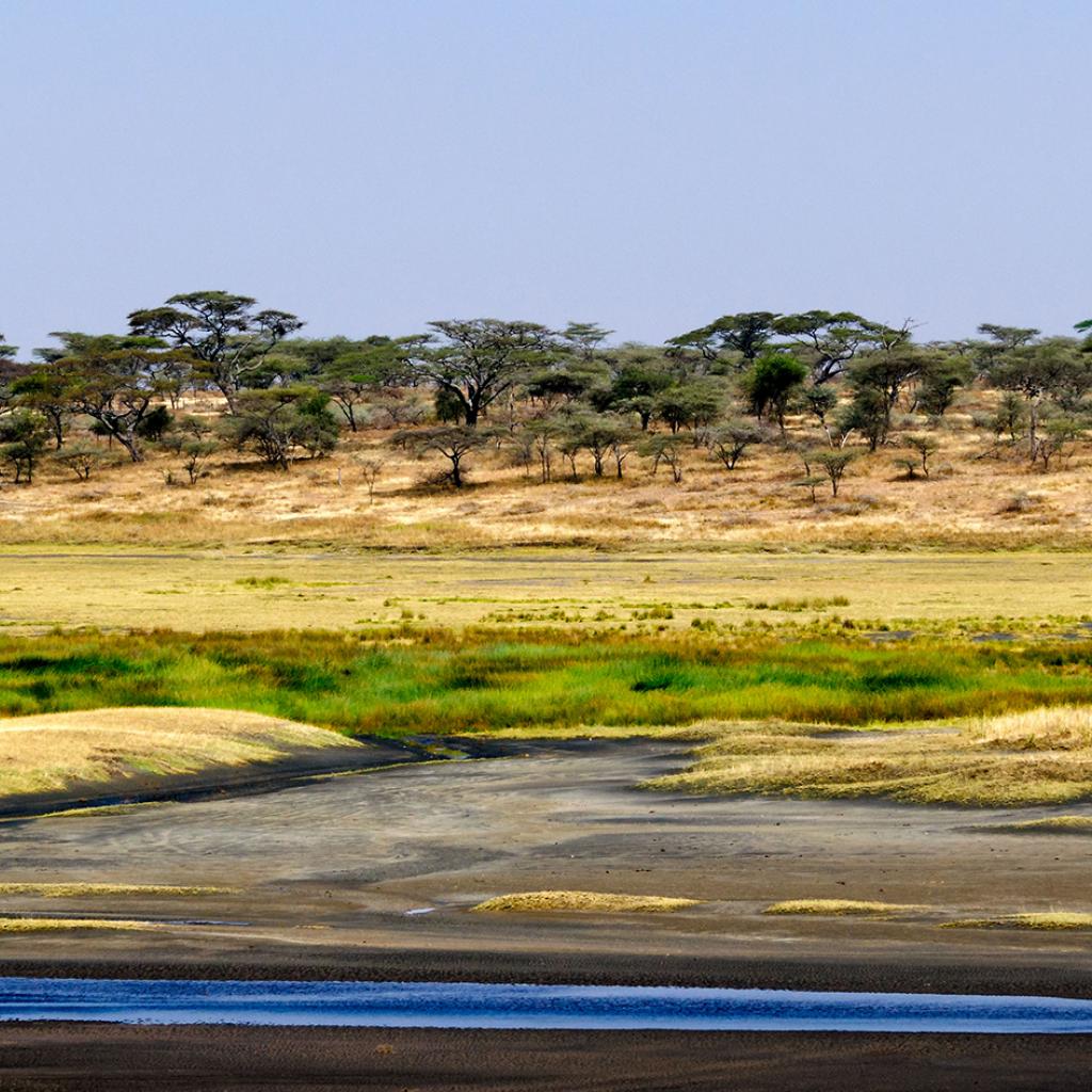 Serengeti National Park: Lake Ndutu during green season