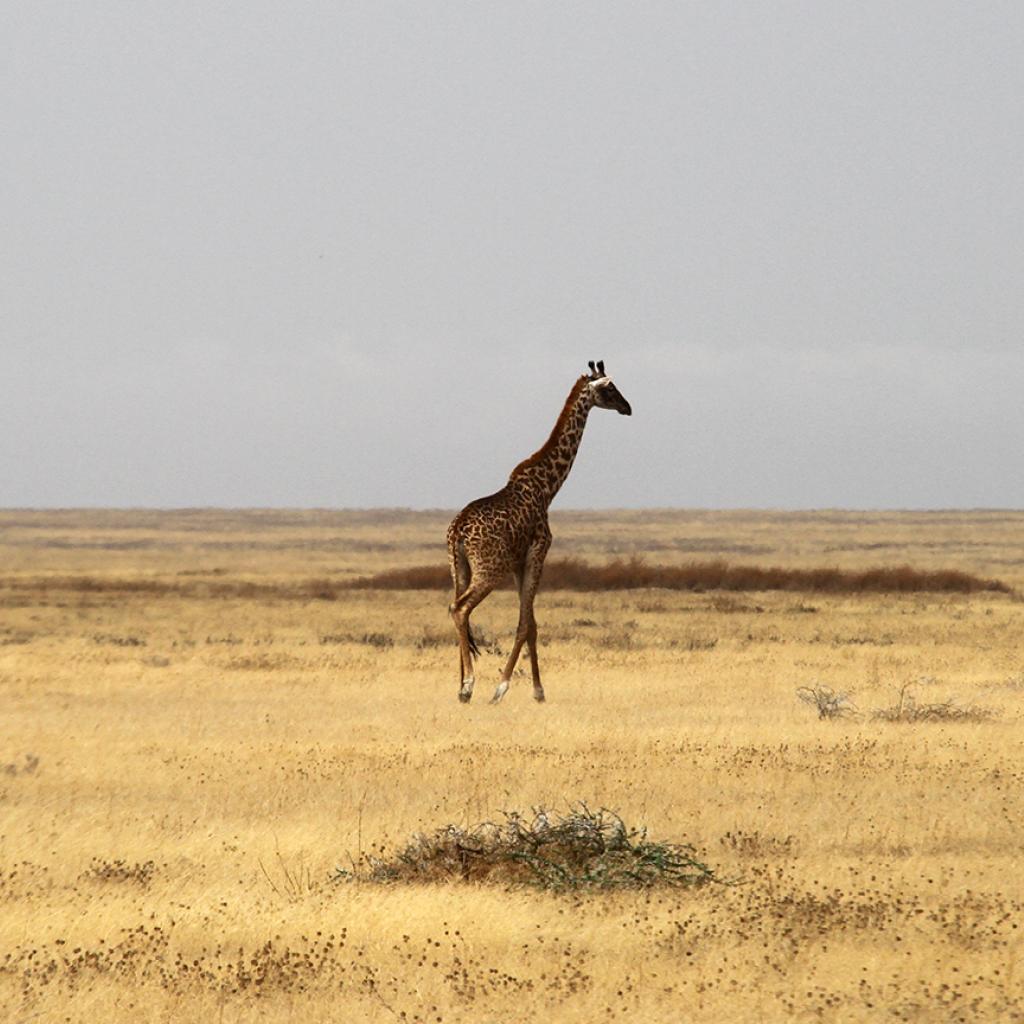 Serengeti National Park: lonely giraffe walking trough the endless plains of Kusini