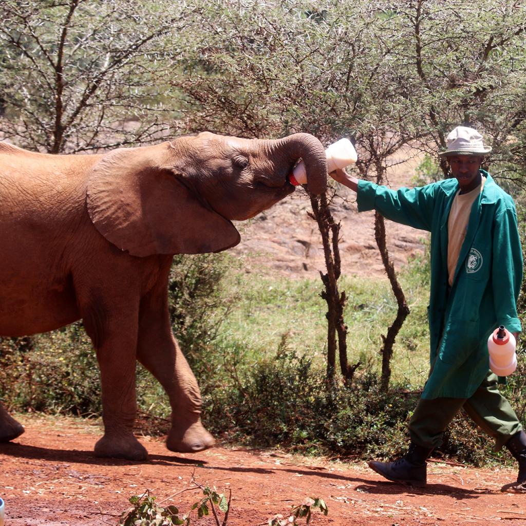 nairobi kenya david sheldrick wildlife romina facchi exploringafrica africa