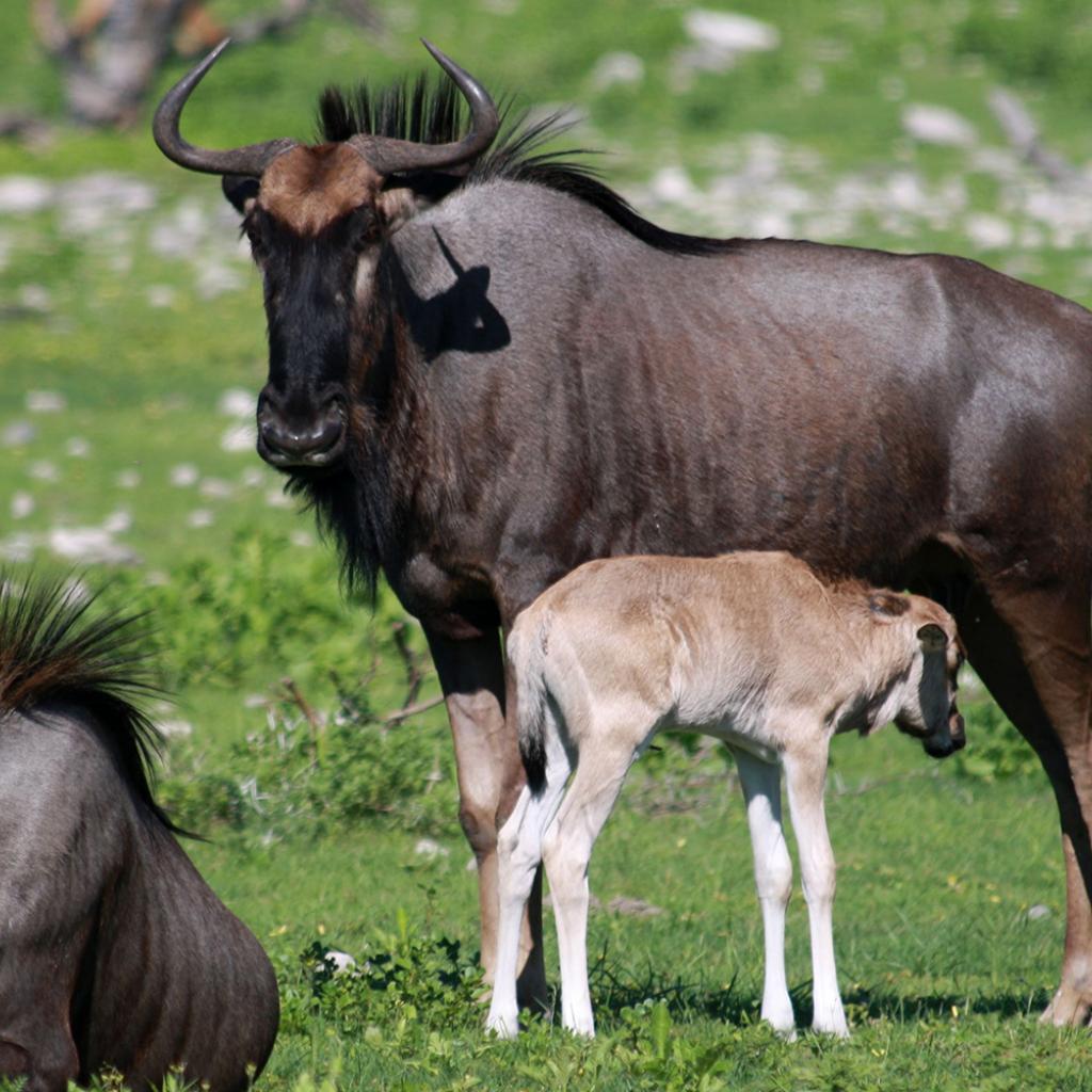 Serengeti National Park: new births gnu wildebeest in green season 
