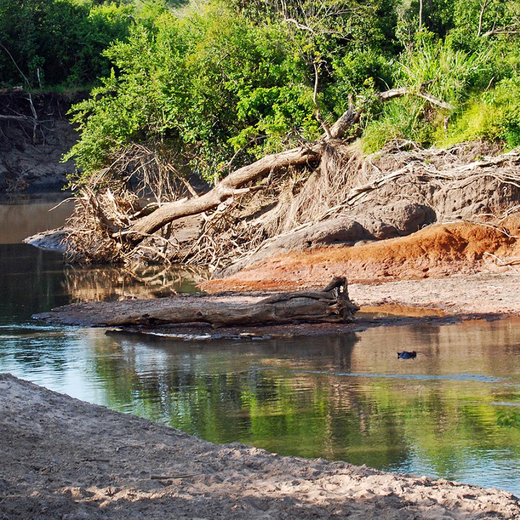 Grumeti River Serengeti National Park commiphora forest western 