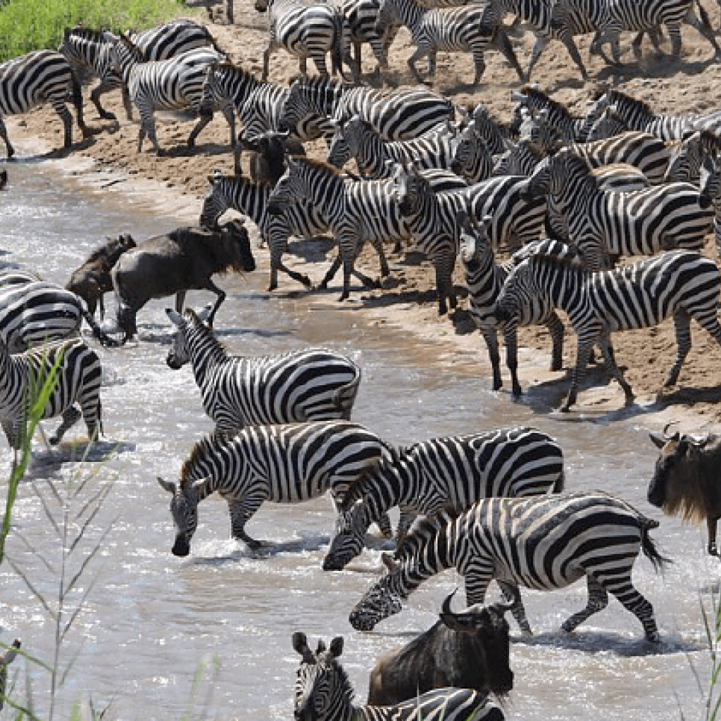 Serengeti National Park: Grumeti River with thousands of zebras