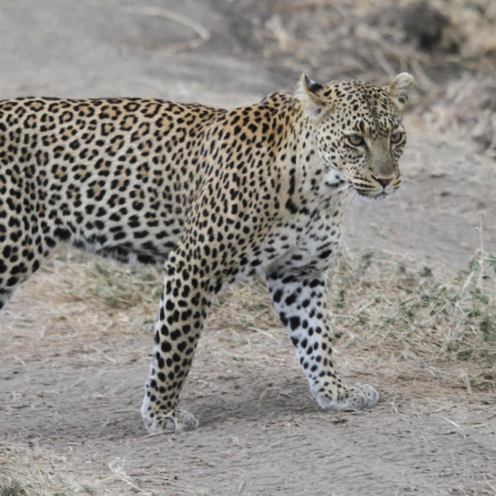 Serengeti National Park: Leopard in Seronera Valley