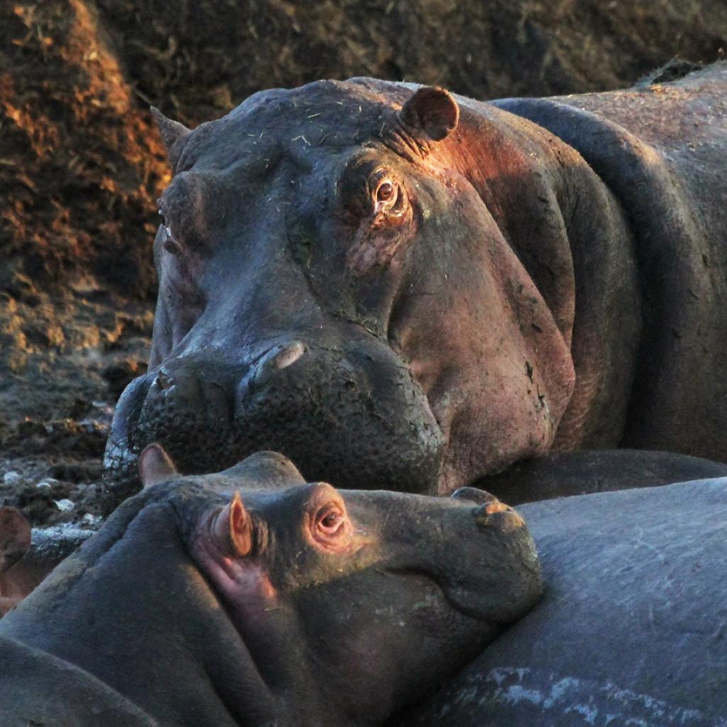 Serengeti National Park: Retina Hippo Pools at Seronera