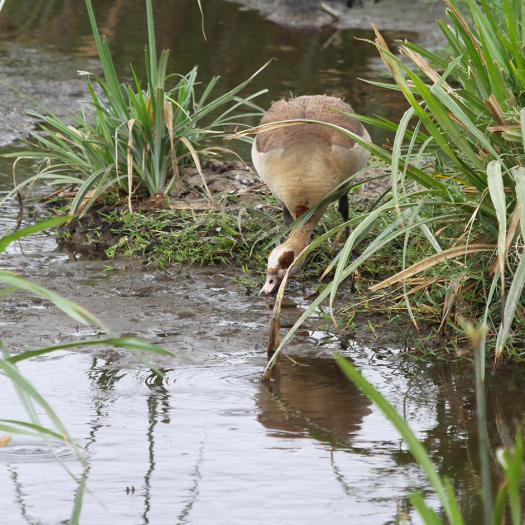 exploringafrica safariadv rominafacchi safari travel viaggi egyptian goose