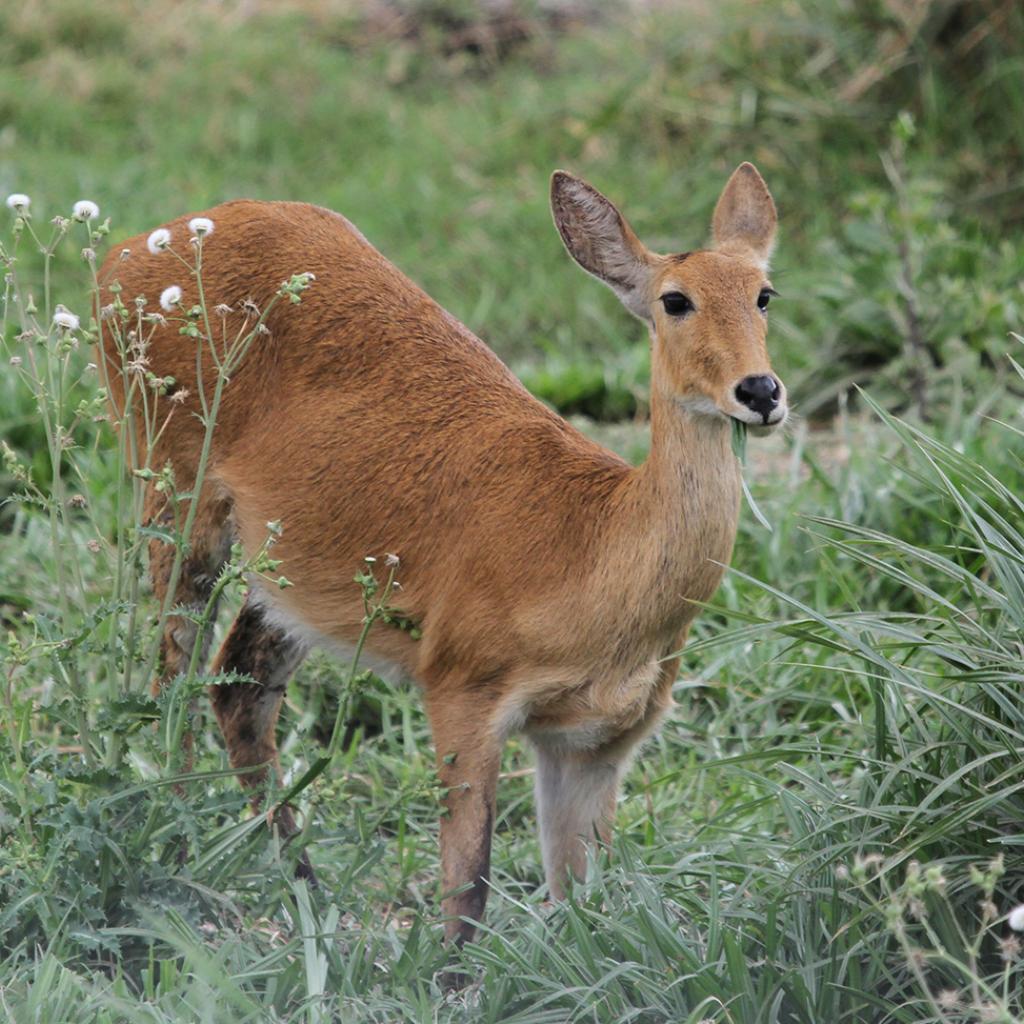 Serengeti National Park: Long Grass Plains Bohor Reedbuck