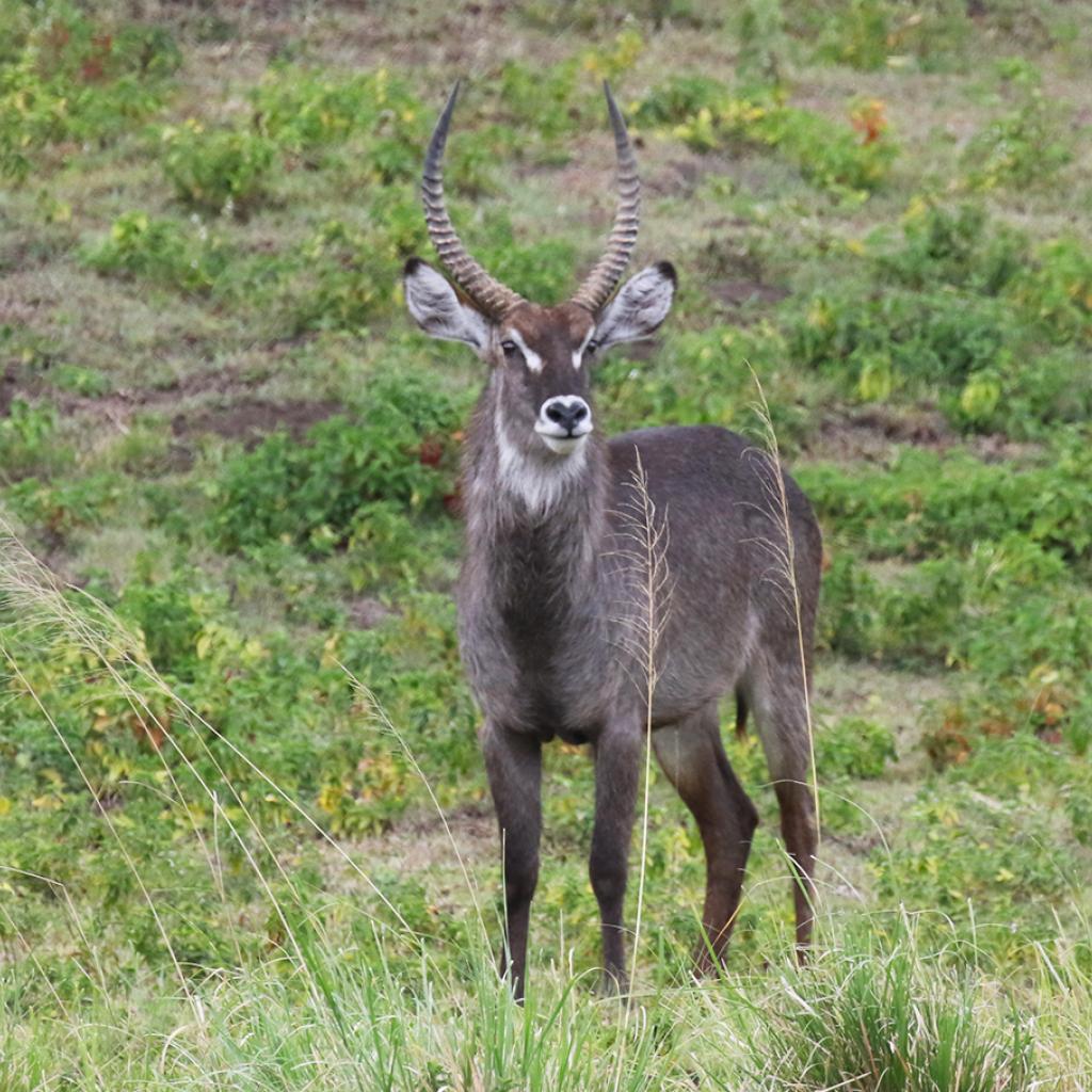 Waterbuck at Arusha National Park in Tanzania East Africa  