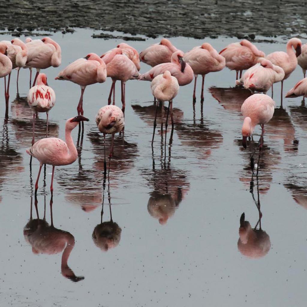 arusha tanzania romina facchi africa exploringafrica lesser flamingo