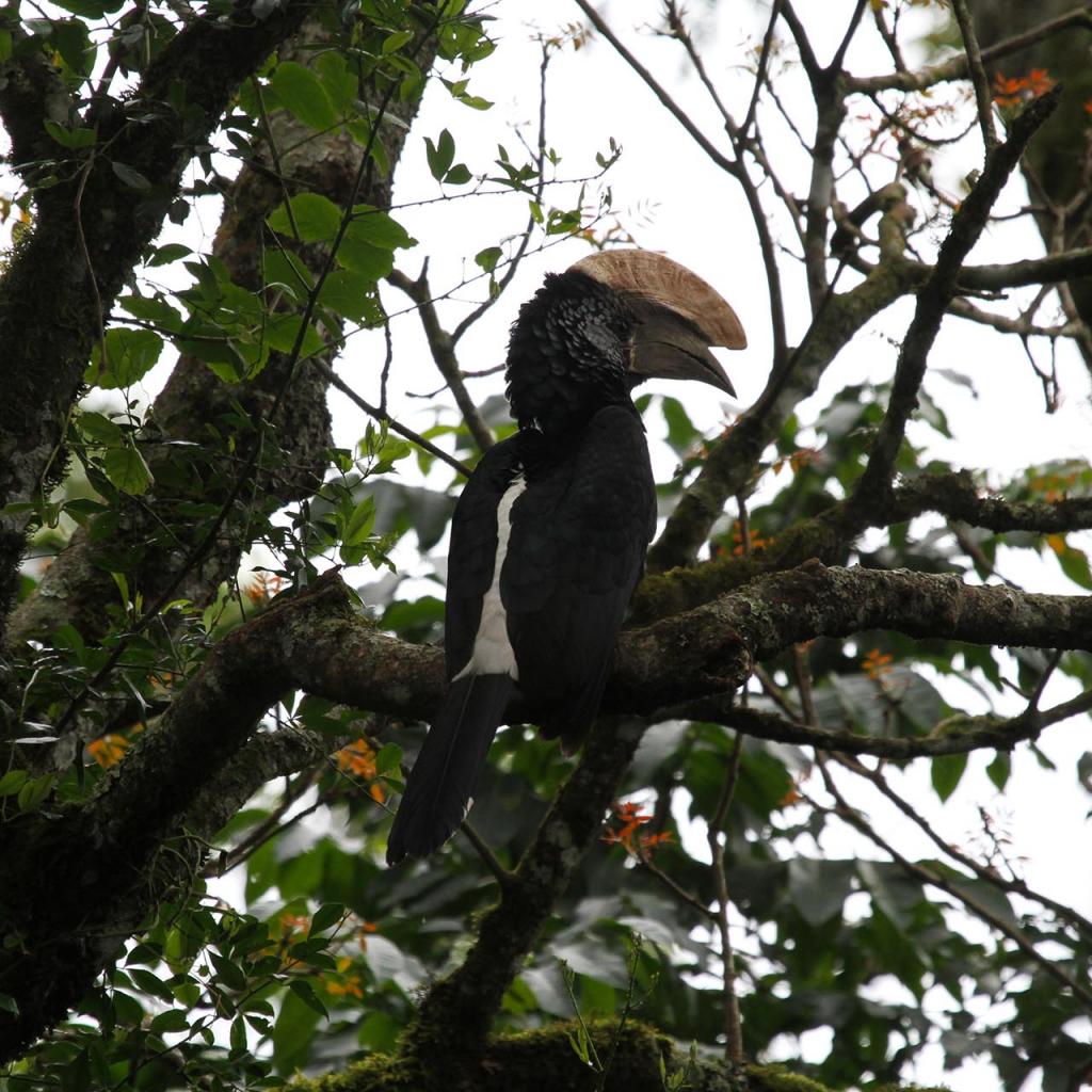 arusha tanzania romina facchi africa exploringafrica silvery cheecked hornbil