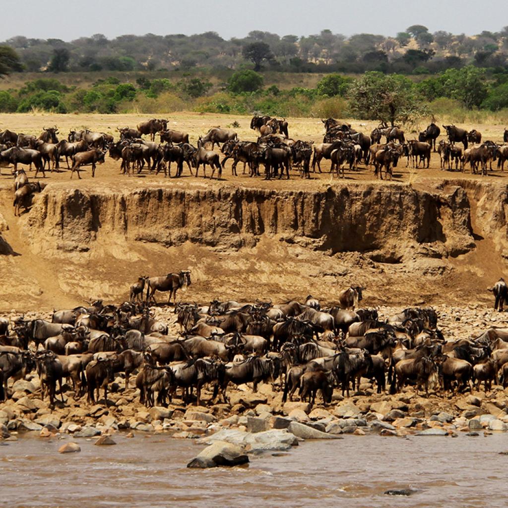 Serengeti National Park: Mara river crossing by thousands of wildebeest 