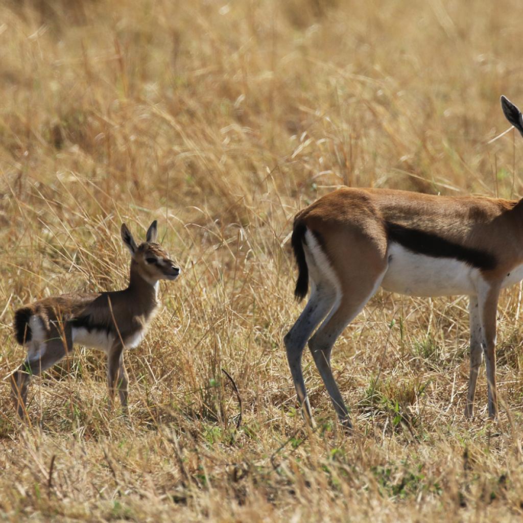 Serengeti National Park: Thomson gazelle, mother and baby